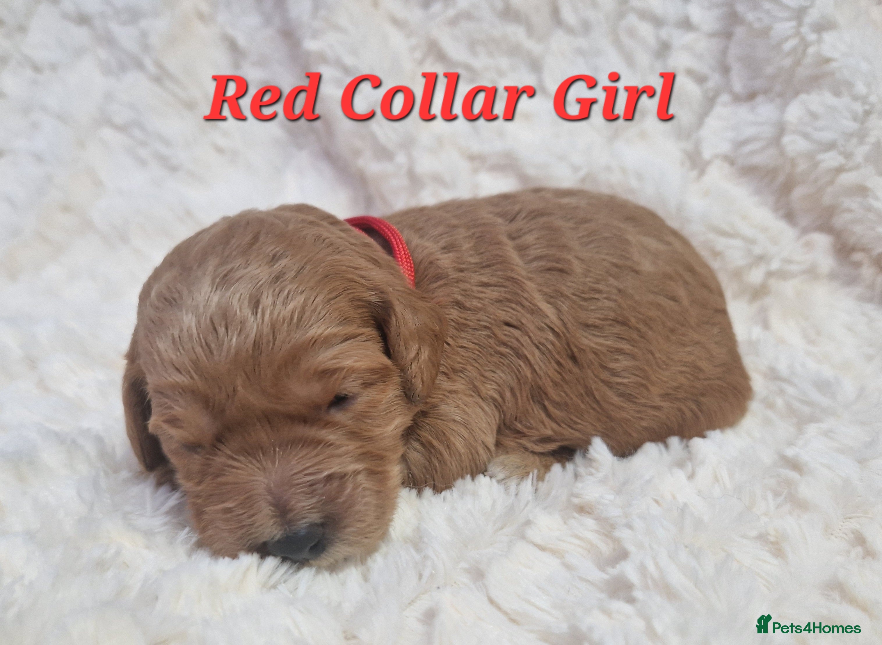 Mini Goldendoodle dogs Miniature Goldendoodle puppies available - Advert 9