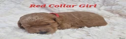Mini Goldendoodle dogs for sale: Miniature Goldendoodle puppies available - Advert 1