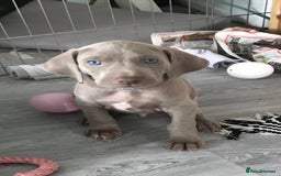 Weimaraner dogs for stud: Stud handsome Weimaraner  - Image 4
