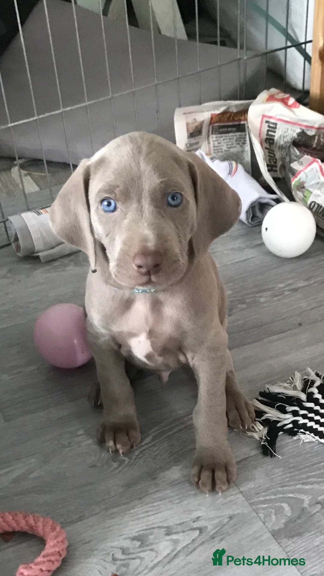 Weimaraner dogs for stud: Stud handsome Weimaraner  - Advert 4