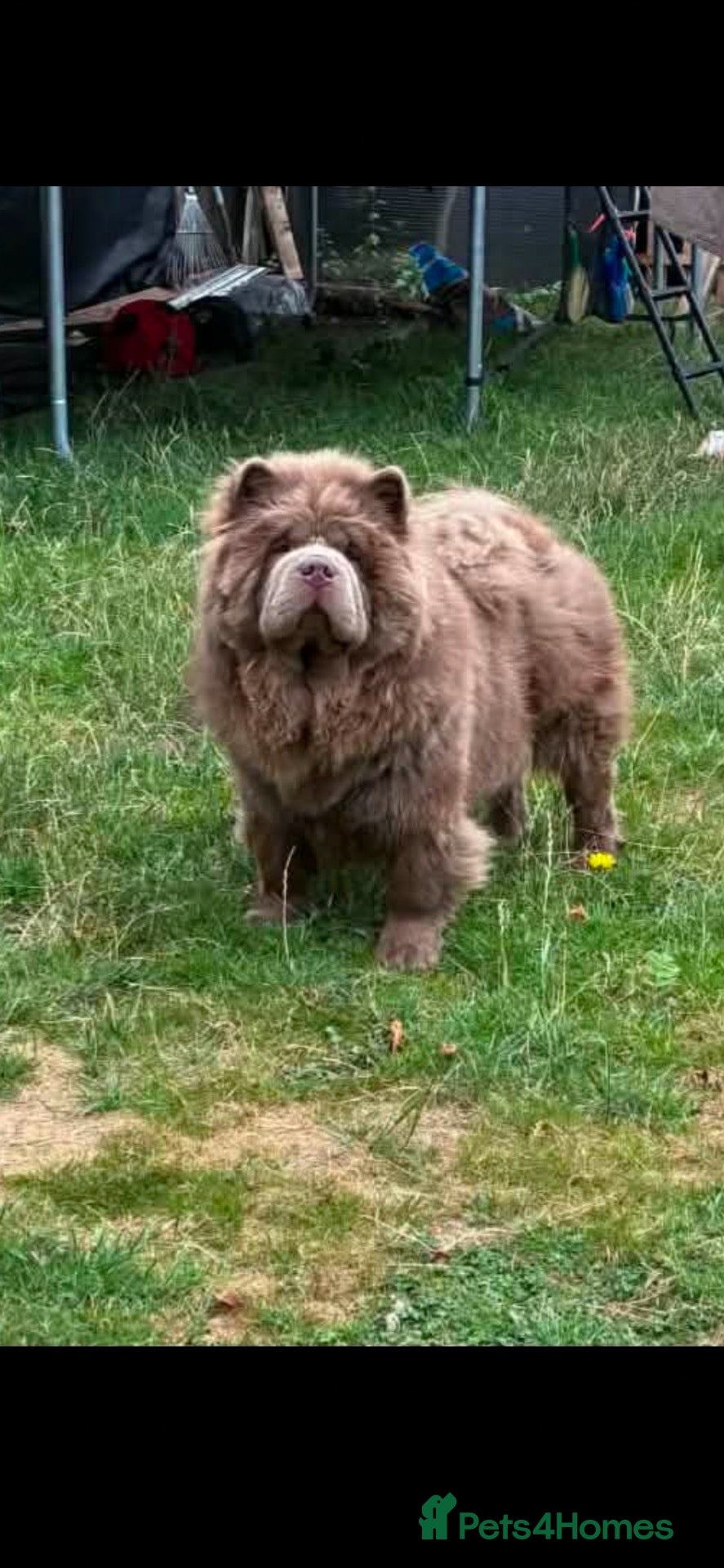 Chow Chow dogs Chow chow stud lilac - Advert 13