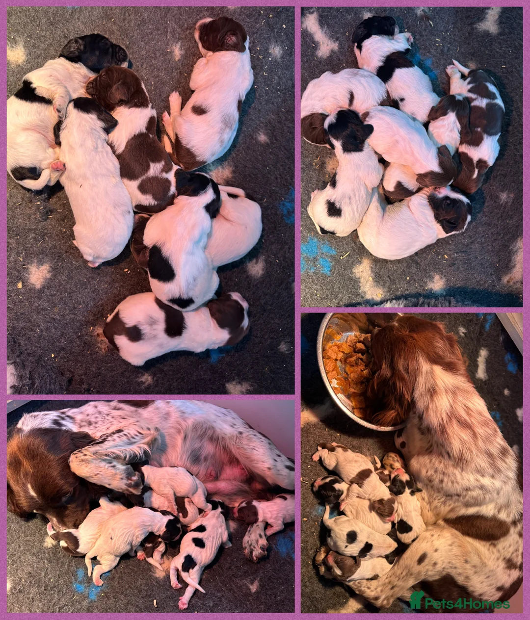 English Springer Spaniel dogs for sale: KC Registered English Springer Spaniel Pups - Advert 14