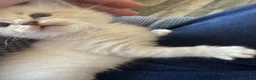 Ragdoll cats for sale: Lovely blue eyed lynx ragdolls kittens  - Advert 6