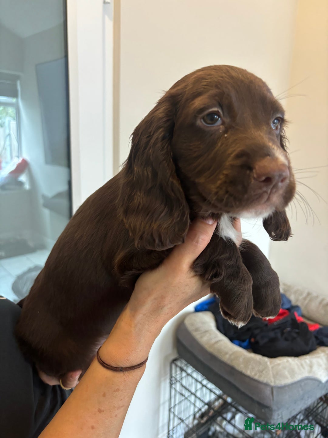 Cocker Spaniel dogs for sale:  show type dna health tested kc registered dad mum - Image 3