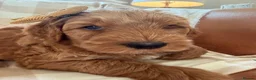 Goldendoodle dogs for sale: Australian Labradoodles - GIRLS Red / White Tux - Advert 22