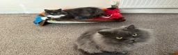 British Longhair cats for sale: Nyla and Kai British longhair siblings in Hounslow - Advert 8