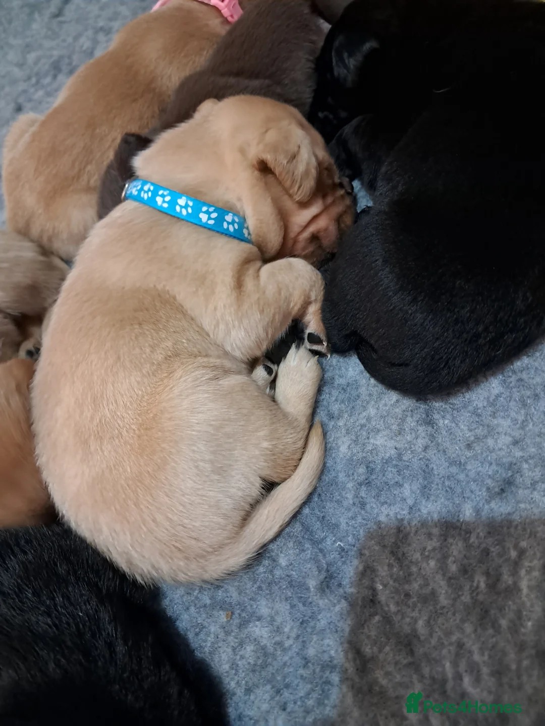 Labrador Retriever dogs for sale: Labrador Puppies - Advert 32