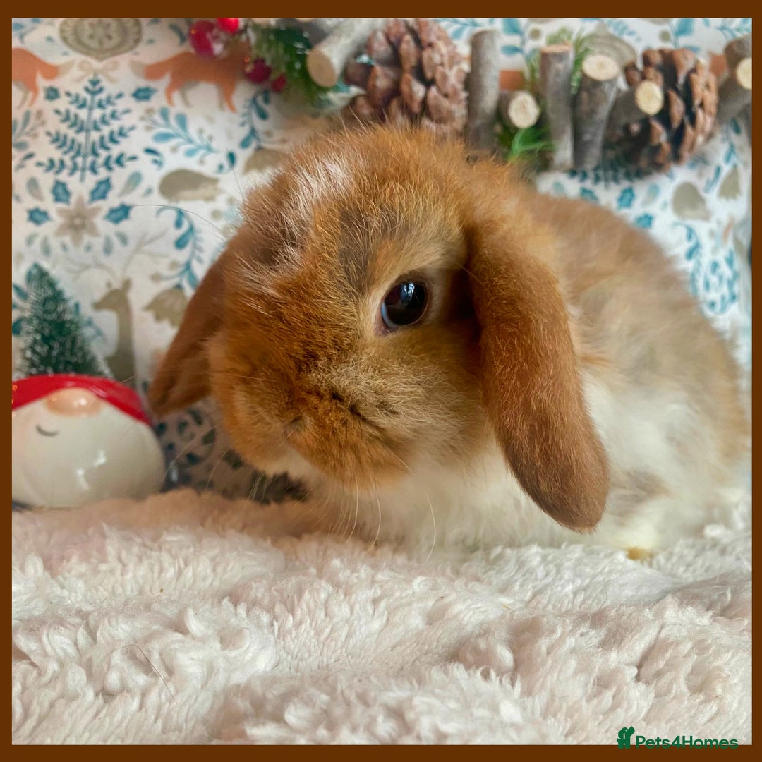 Mini Lop rabbits for sale: Pure bred Mini Lops - Advert 12