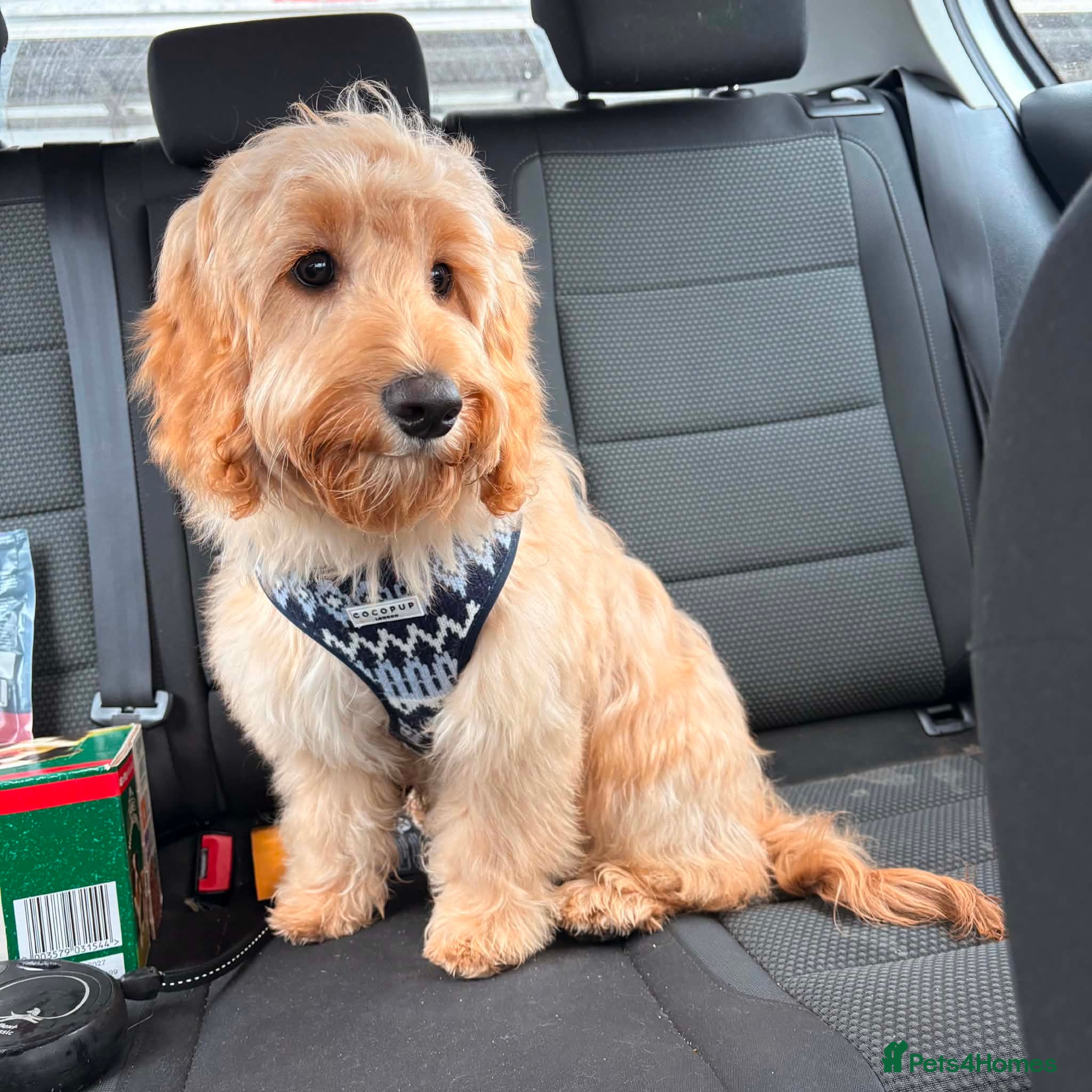 Cockapoo dogs 10 month old Cockapoo  - Advert 1