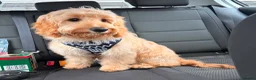 Cockapoo dogs for sale: 10 month old Cockapoo  - Advert 1