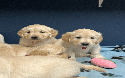 Golden Retriever dogs for sale: 🐶 Gorgeous Chunky Golden Retriever Puppies 🐶 - Advert 12