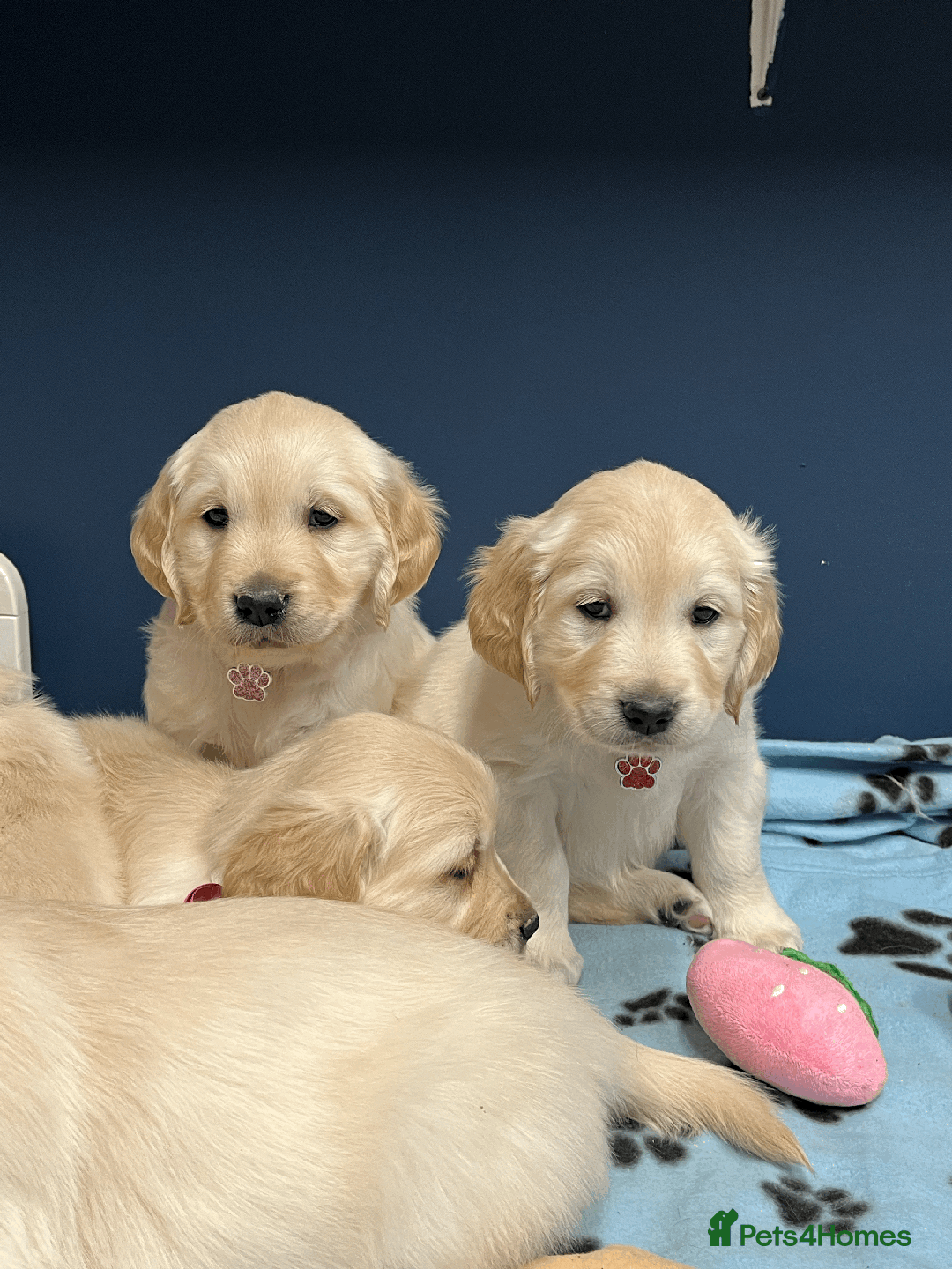 Golden Retriever dogs for sale: 🐶 Gorgeous Chunky Golden Retriever Puppies 🐶 - Advert 12