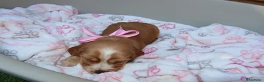 Cocker Spaniel 3