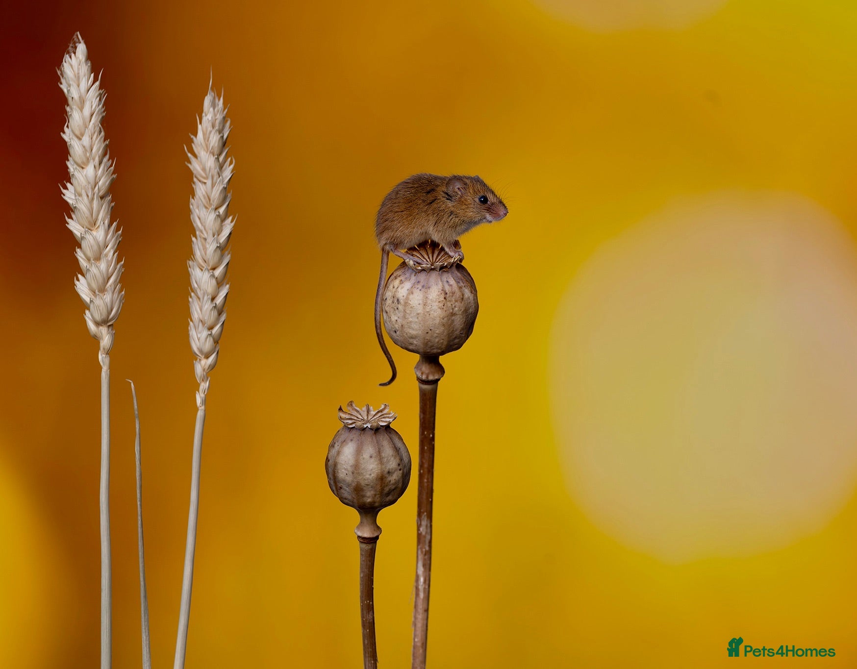 Mouse rodents Harvest Mice - Advert 2