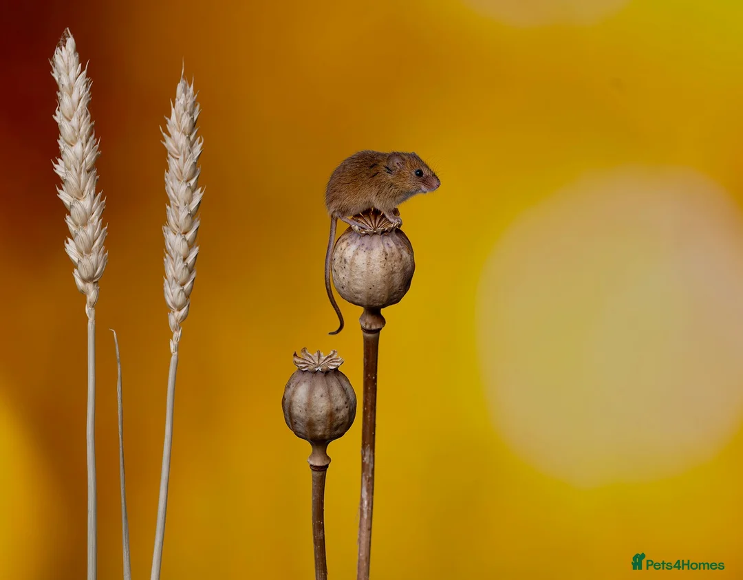 Mouse rodents for sale: Harvest Mice in Southend-on-Sea - Advert 2