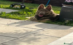 German Shepherd dogs for sale: German shepherd  - Advert 1