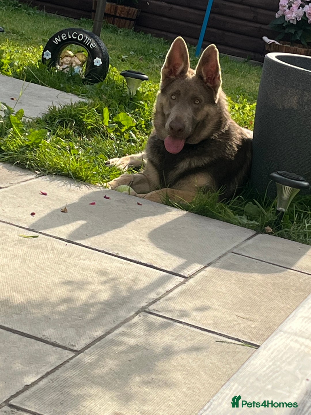 German Shepherd dogs for sale: German shepherd  - Advert 1