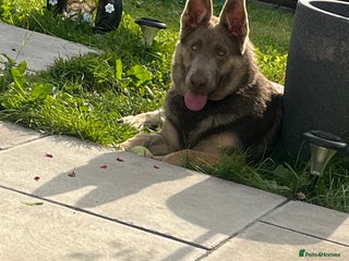 German Shepherd dogs German shepherd - Advert 3