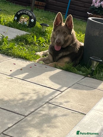 German Shepherd dogs German shepherd - Advert 1