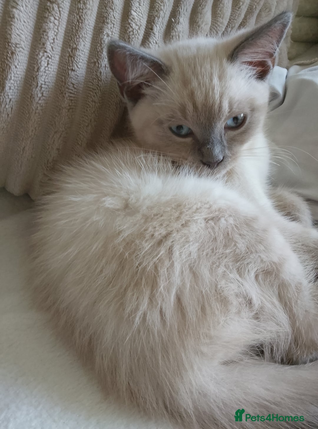 Ragdoll cats for sale: Ragdoll and BSH rare colour kittens (5 left) - Image 2