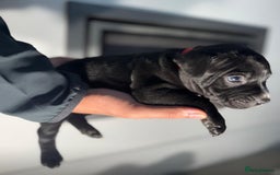 Staffordshire Bull Terrier dogs for sale: True Example Staffordshire bull Terrier Puppies KC - Image 13