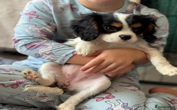 Cavalier King Charles Spaniel dogs for sale: One TRI GIRL just become available !  - Image 4