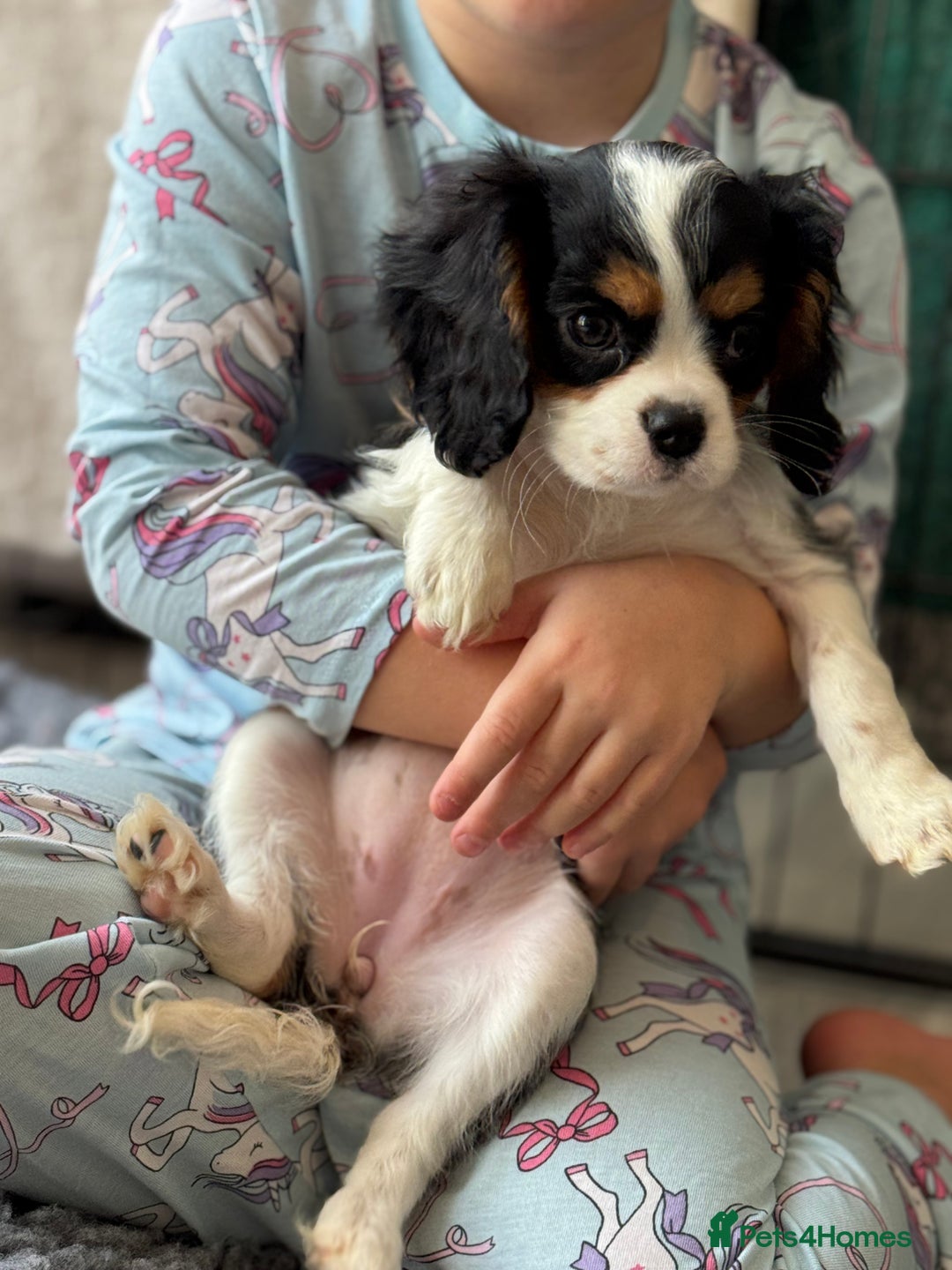 Cavalier King Charles Spaniel dogs for sale: One TRI GIRL just become available !  - Image 4