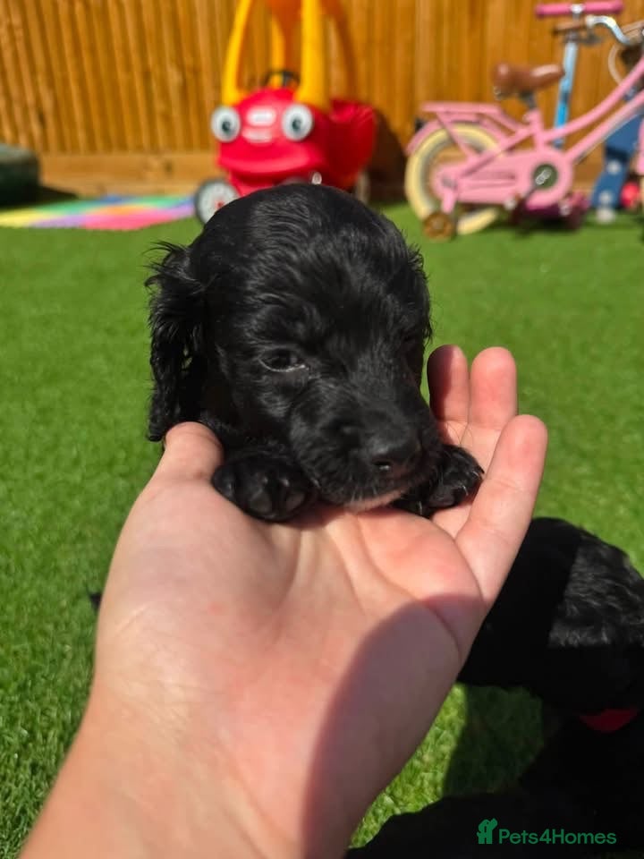 Cockapoo dogs Cockapoo F1B (2 BLACK GIRLS LEFT!) Ready 3 weeks!  - Advert 8