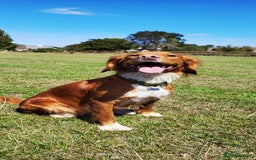 Cocker Spaniel dogs for sale: Health tested stunning litter of 6 - Image 2