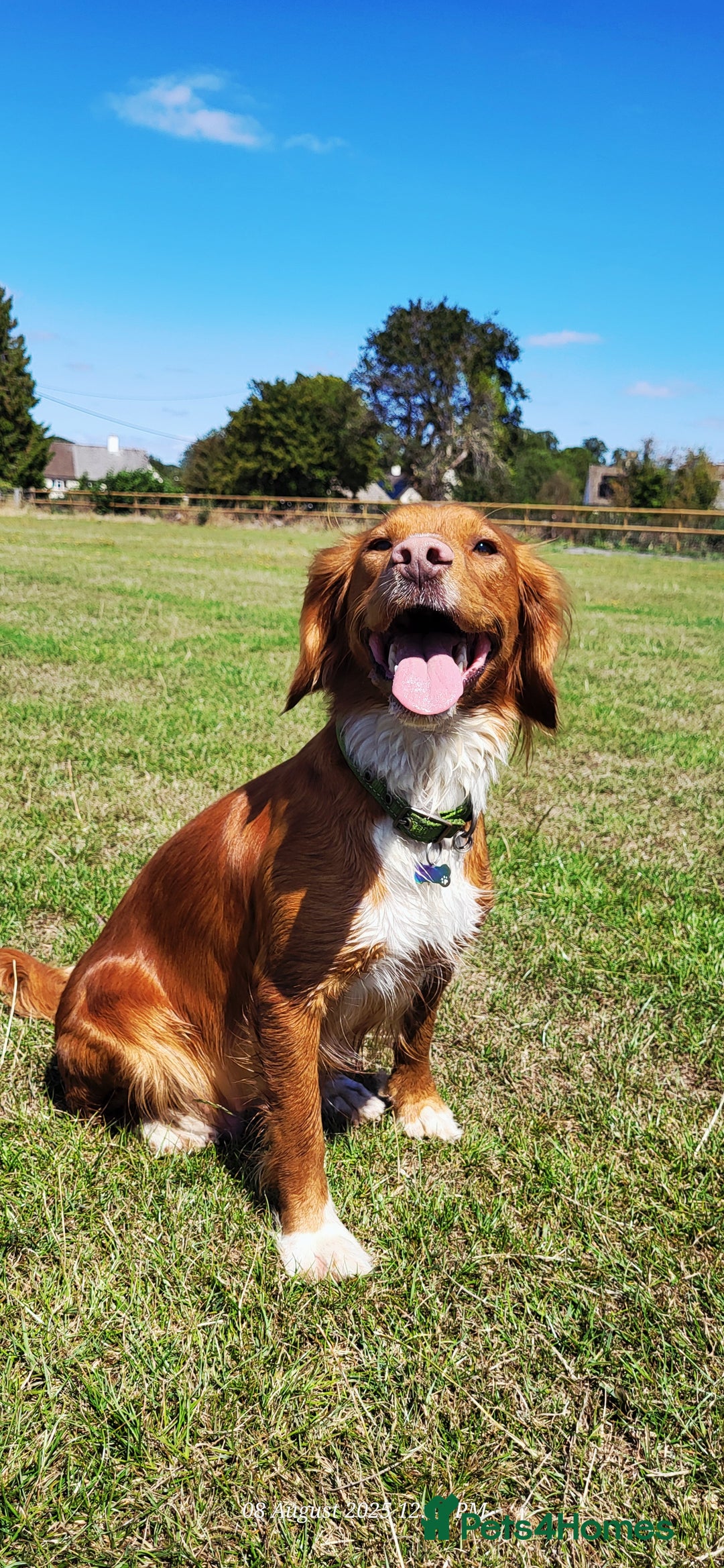 Cocker Spaniel dogs for sale: Health tested stunning litter of 6 - Image 2