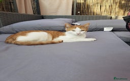 Domestic Shorthair cats for sale: 17 month female domestic short hair cat for sale. - Image 1