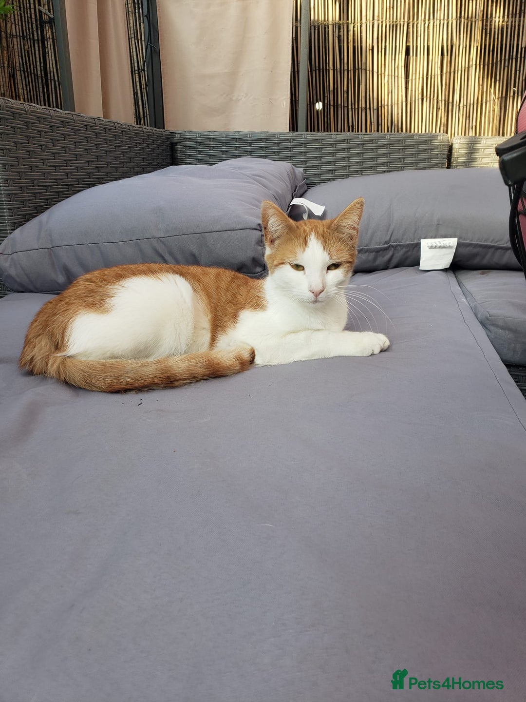 Domestic Shorthair cats for sale: 17 month female domestic short hair cat for sale. - Image 1