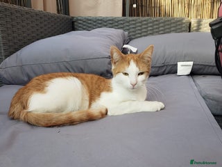 Domestic Shorthair cats - Advert 5