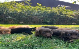 Cocker Spaniel dogs for sale: Carefully bred Kc FTW sired cocker spaniel pups,  - Image 17