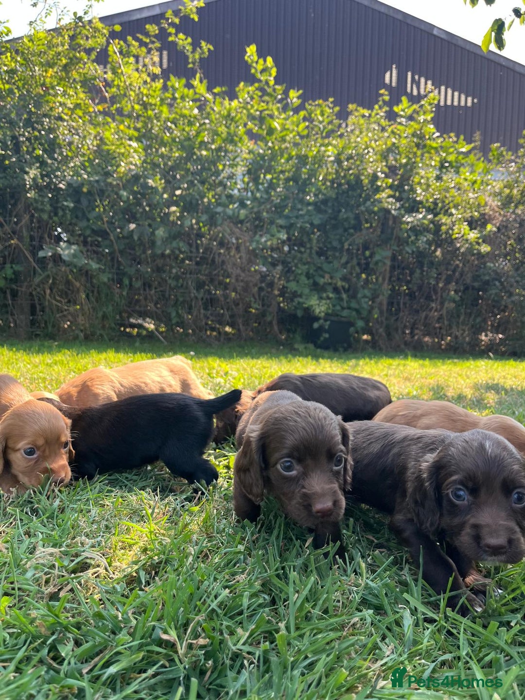 Cocker Spaniel dogs for sale: Carefully bred Kc FTW sired cocker spaniel pups,  - Image 17