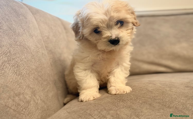 Cavapoo dogs - Advert 3