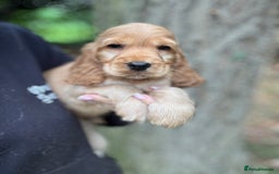 Cocker Spaniel dogs for sale: ALL GOLDEN 100% SHOW TYPE HEALTH TESTED PARENTS  - Image 14