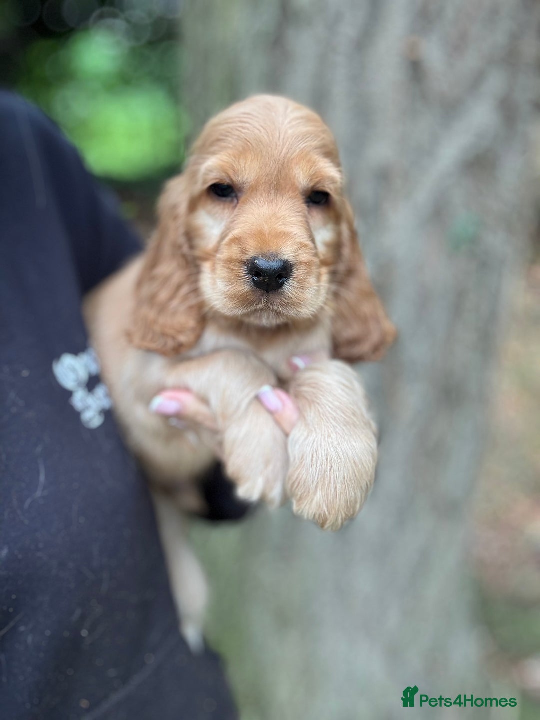 Cocker Spaniel dogs for sale: ALL GOLDEN 100% SHOW TYPE HEALTH TESTED PARENTS  - Image 14