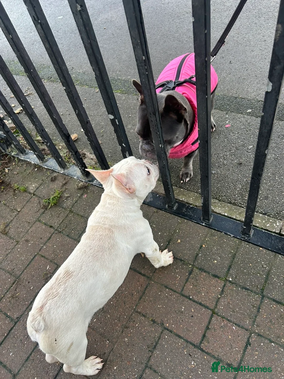 French Bulldog dogs for sale: 7 month old French bulldog  - Advert 2
