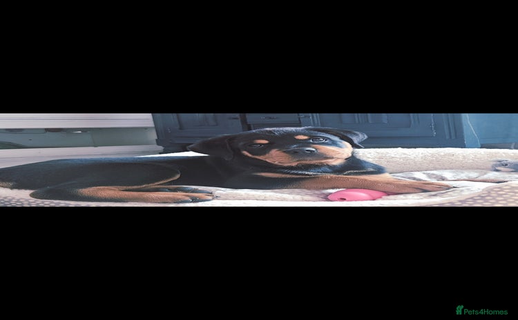 Rottweiler dogs - Advert 1