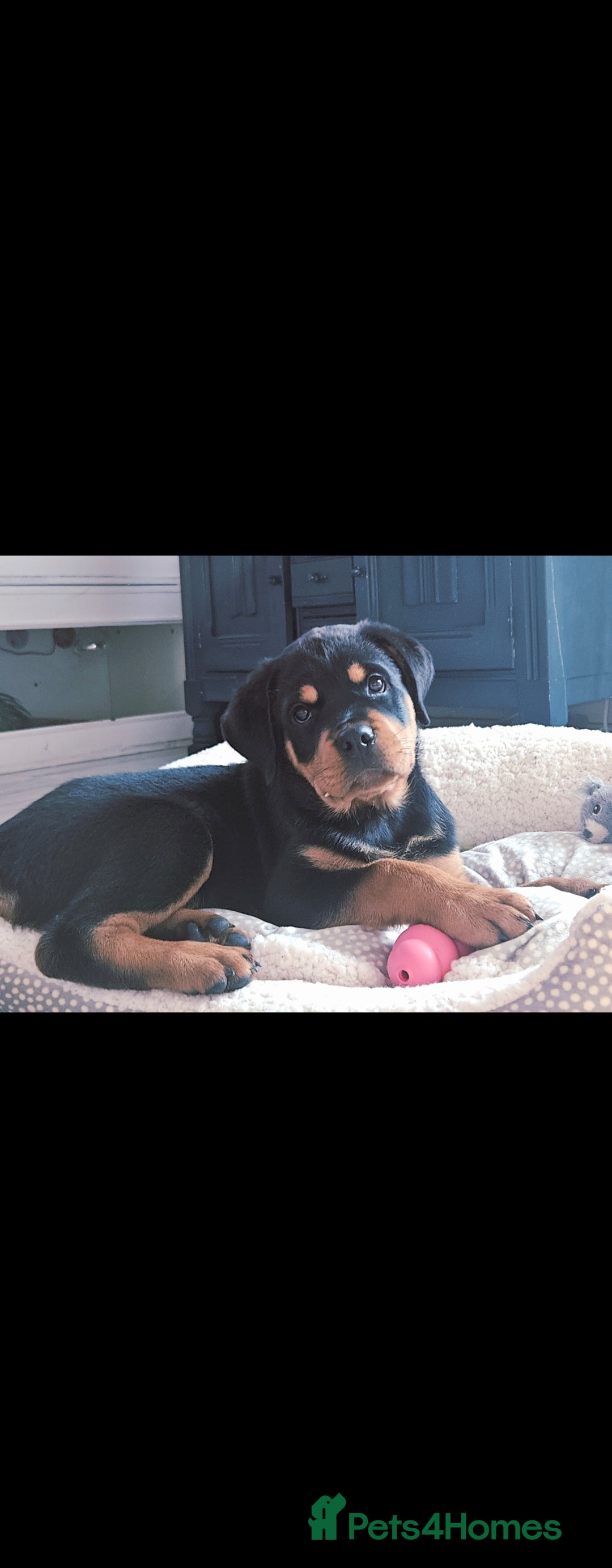 Rottweiler dogs for sale: Rottweiler puppy  - Image 1