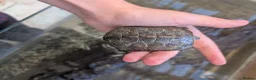 Turtle reptiles for sale: Russian tortoise and 2 razor back turtles  in Maldon - Advert 3
