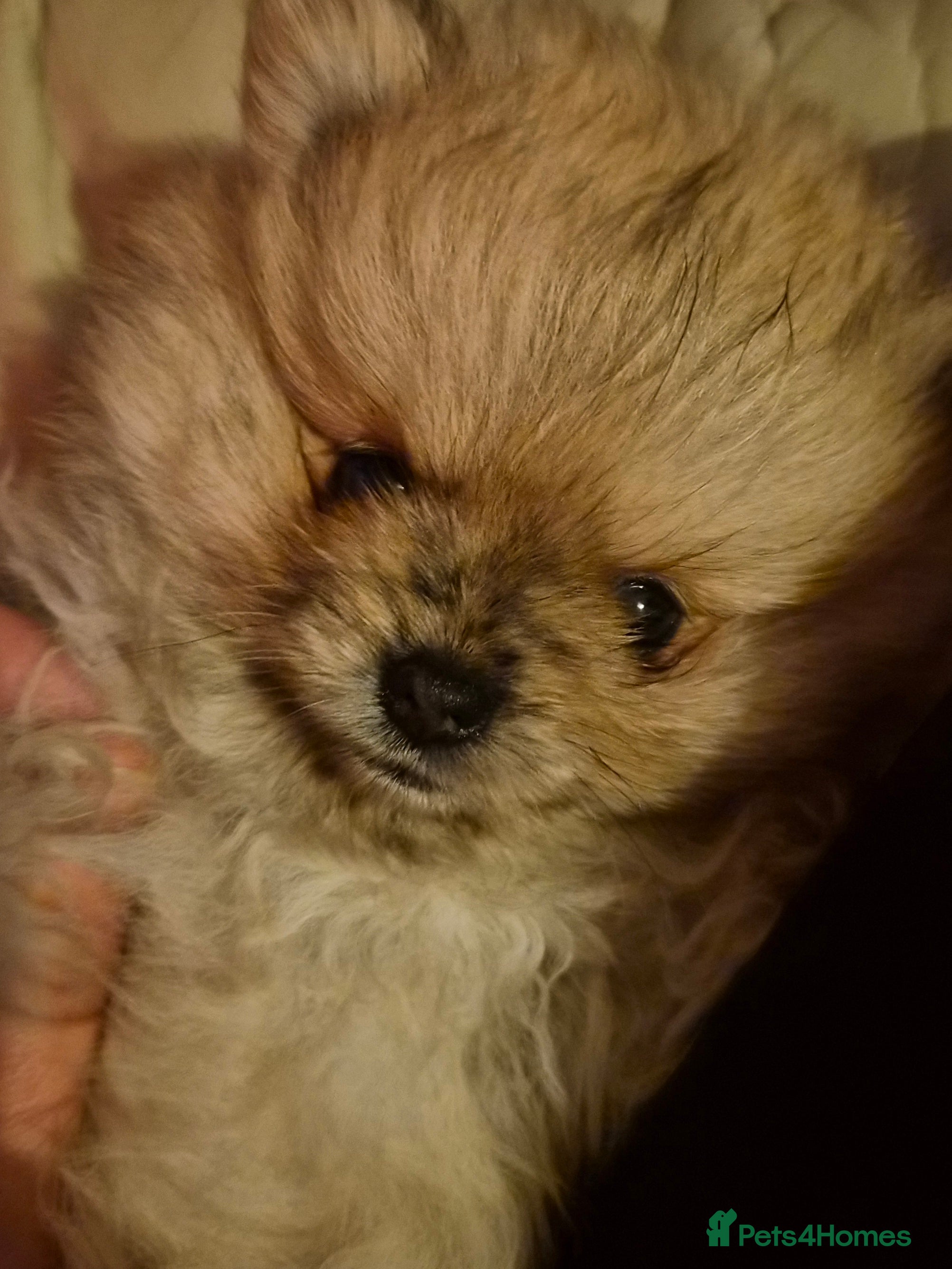 Pomeranian dogs Beautiful tiny pom boy💙💙 - Advert 16