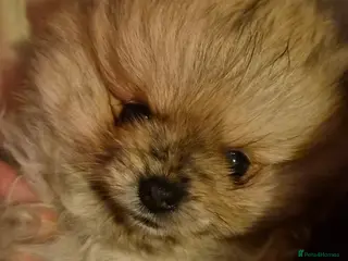 Pomeranian dogs Beautiful tiny pom boy💙💙 - Advert 16