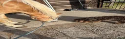 Cockapoo dogs for sale: 7 month old cockapoo in Worksop - Advert 3