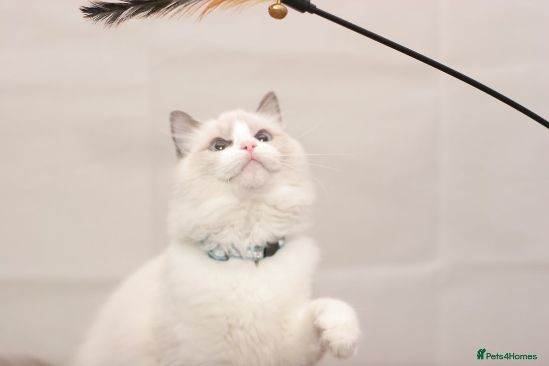 Ragdoll cats for sale: Last 1 Ragdoll kittens TICA registered boy - Advert 31