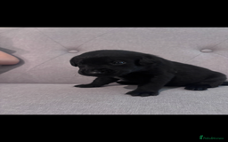 Labrador Retriever dogs for sale: Labrador puppies - Advert 4