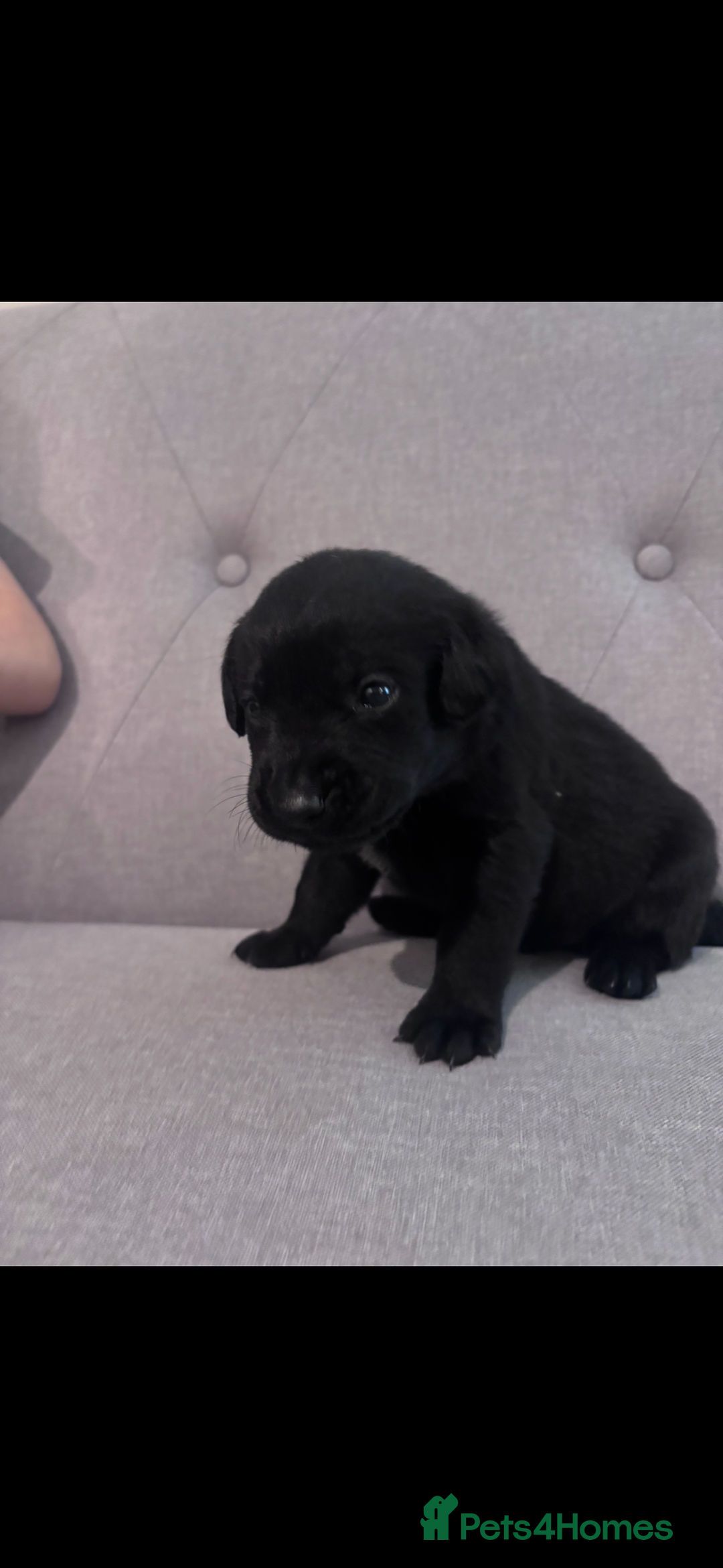 Labrador Retriever dogs for sale: Labrador puppies - Advert 4