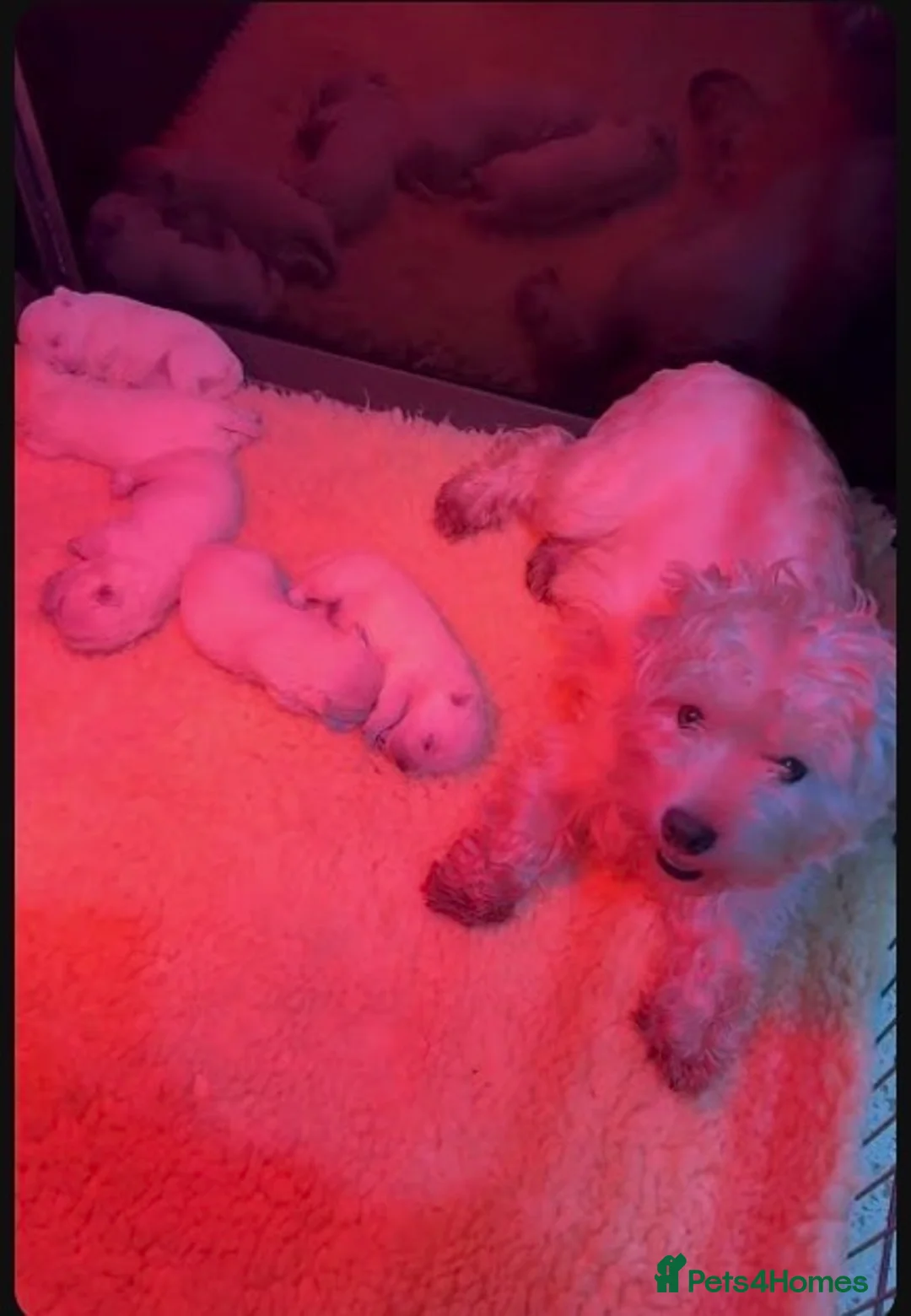 West Highland Terrier dogs for sale: One Kennel Club registered Male Puppy available. - Advert 2