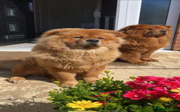 Chow Chow dogs for sale: ONE GIRL LEFT! Adorable Chow Chow Cubs 🐻  - Image 8